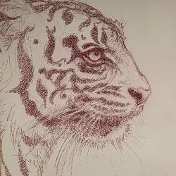 Tiger Sketch